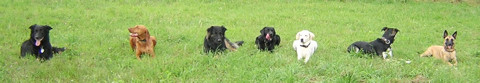 7 Hunde liegen nebeneinander auf einer Wiese.