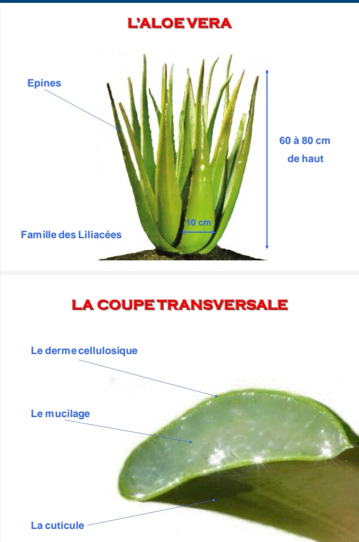 Chez forever la récolte de l'aloe vera est manuelle contrôlé et certifié rigoureusement seul la pulpe et consommé et utilisé 