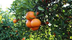 Orangenplantagen an der Algarve