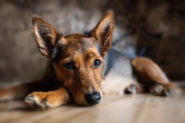 Mein Hund erbricht sich - wann muss ich zum Tierarzt?