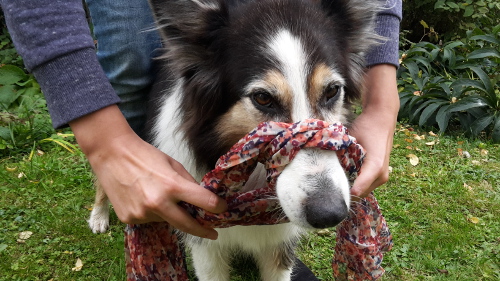 Handling und Sichern von verletzten Hunden