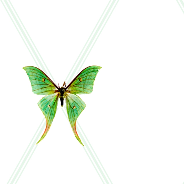 Bugs
