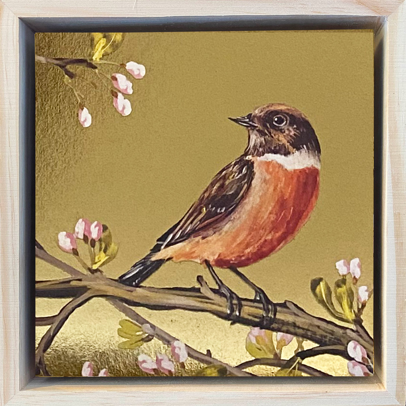 Roodborst tapuit