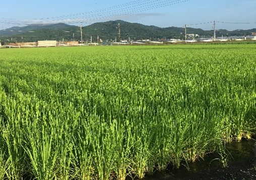 伸長期(田植え後2ヶ月)