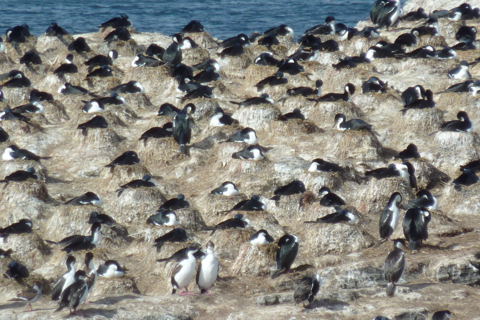 L'île Alicia : des cormorans par milliers.