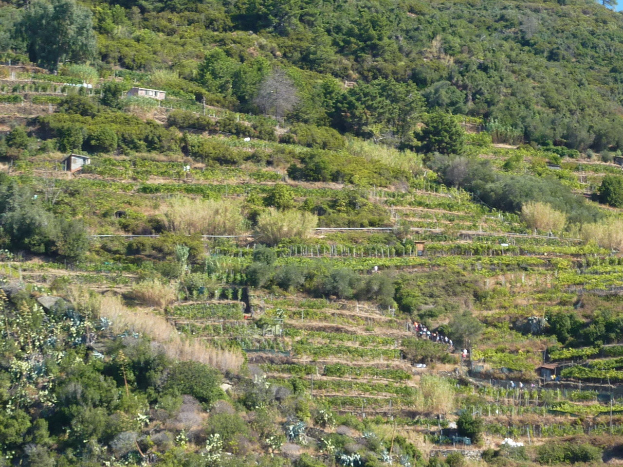 Côteaux très escarpés couverts de vigne , citronniers et oliviers
