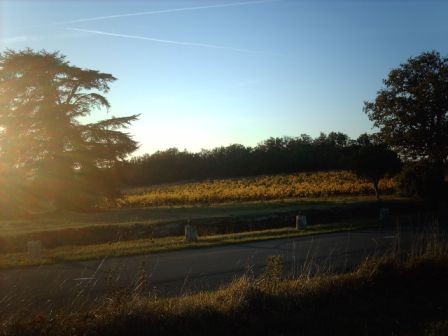 Le Vignoble