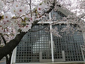 　　　　　　　　 　桜の季節