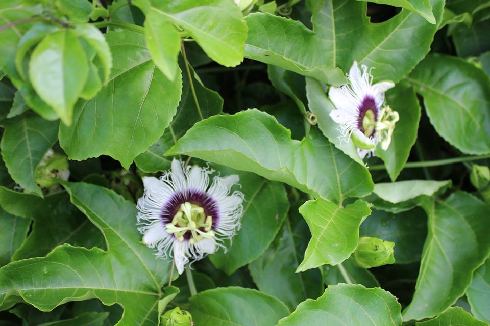 Im Garten von LSI: Blüten der Passionsfrucht