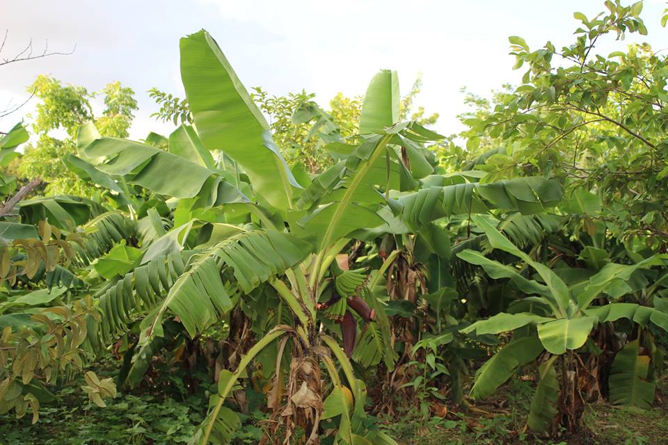 Im Garten von LSI: Bananen gibt es jede Menge!