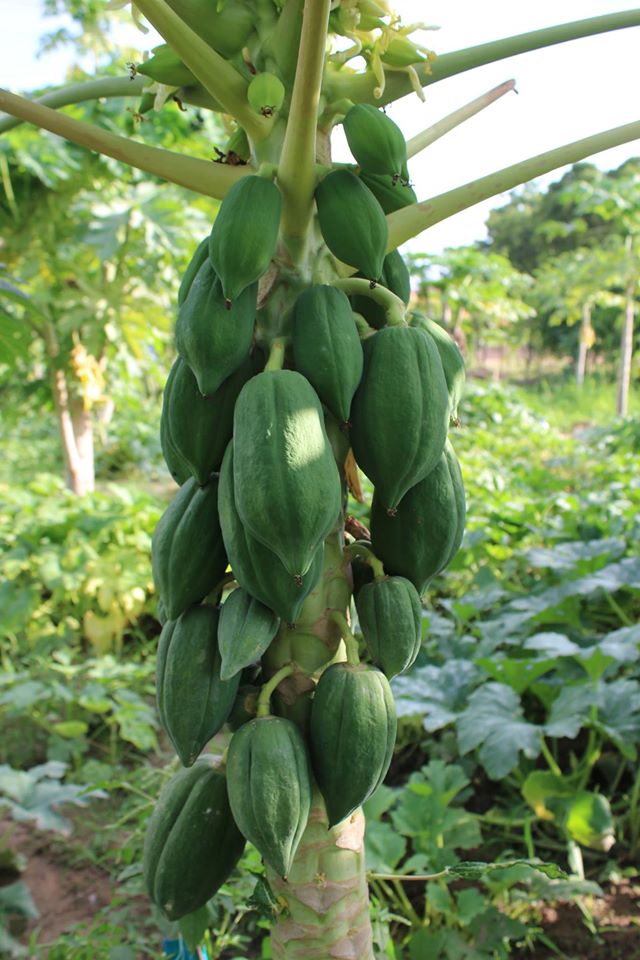 Im Garten von LSI: Auch Papayas sind vorhanden.