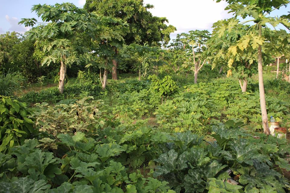 Im Garten von LSI: Viele verschiedene Gemüse- und Früchtesorten werden angebaut.