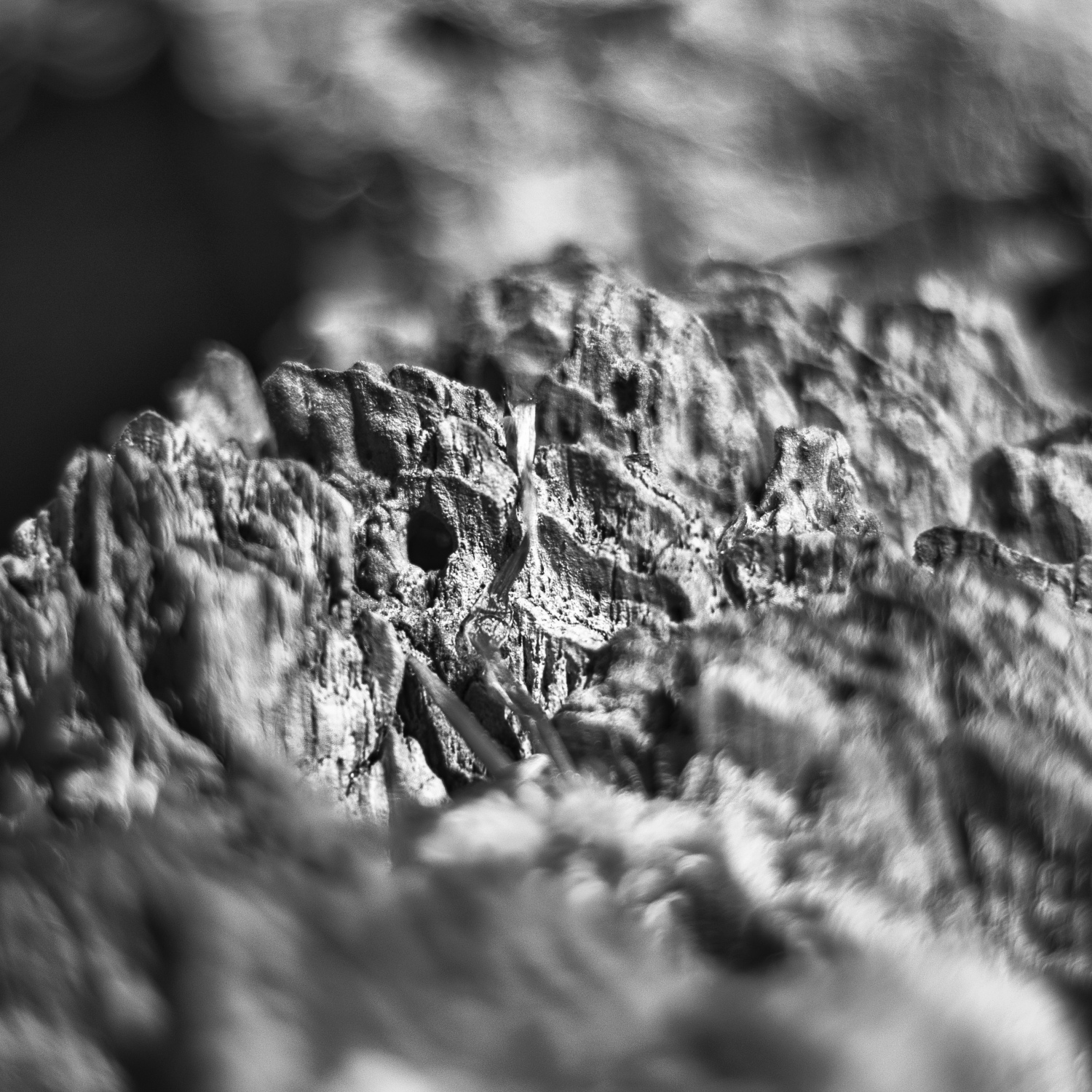 Dieser abgebrochene Baumstumpf wirkt im Close-Up fast wie ein Gebirge. Das 'wilde' Bokeh ist typisch für das Canon 50/1.8 STM.
