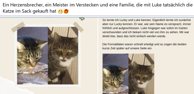 10 Jahre - 10 Katzengeschichten - Lucky Luke (2020)