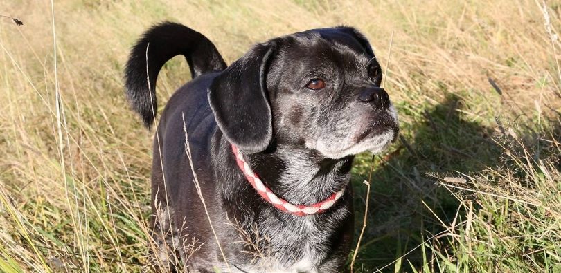 10 Jahre - 10 Hundegeschichten - Sugar (2019)