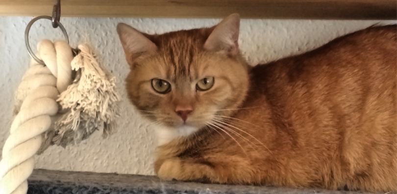 10 Jahre - 10 Katzengeschichten - Pablo (2018)