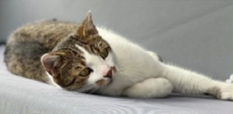 Gucio - Ein kleines Weihnachtswunder