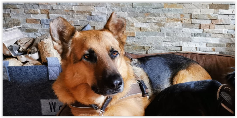 10 Jahre - 10 Hundegeschichten - Jacko (2020)