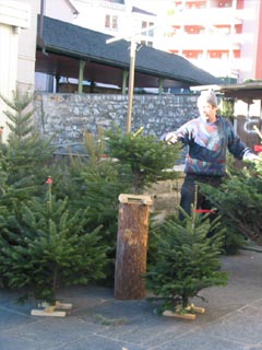 Weihnachtsbaum Verkaufsstand in Tenero TI - Tannenbaumplantage Wälchli Weihnachtsbäume Wäckerschwend