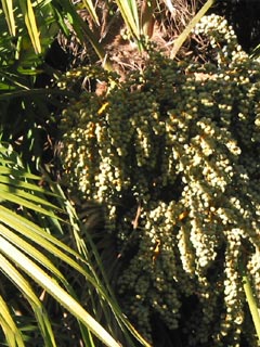 Palmfrüchte - Tannenbaumplantage Wälchli Weihnachtsbäume Wäckerschwend