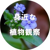 身近な植物観察