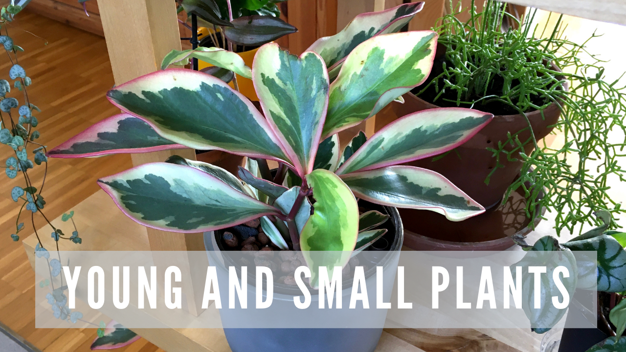 15 EASY TO CARE HOUSEPLANTS - IDEAL FOR SMALL SPACES