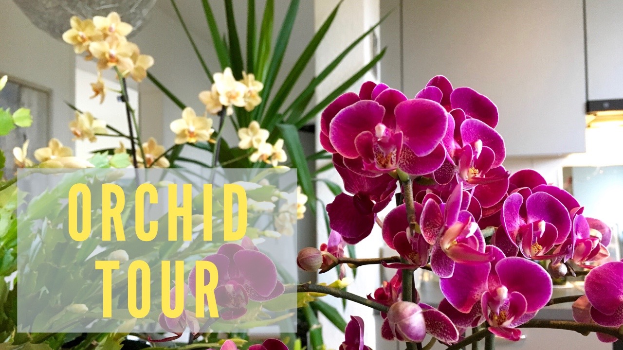 THE GORGEOUSNESS OF ORCHIDS IN BLOOM