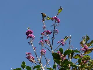 １０：４５　ムラサキシキブ