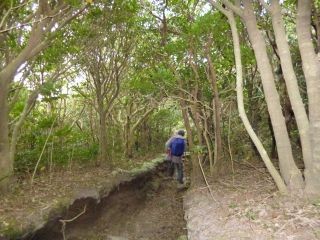 １４：０５　照葉樹林帯の中を歩く