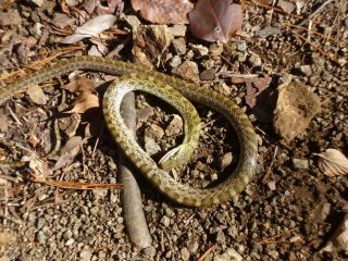 １１：４５　巳年の掉尾を飾る蛇との出会い