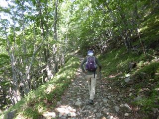 ９：３０　広々とした樹林帯の登山道を行く