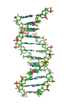 Abb.: Desoxyribonukleinsäure (Q: Wikipedia)