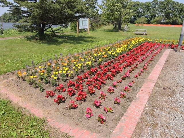 2014.06.27　三重湖公園管理組合に所属する農家の皆さんが育て植えた花たち