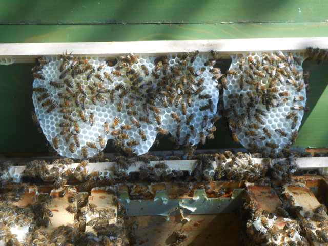 Die Honigwabe ein Wunderwerk der Natur wird von dem Bienenvolk selbst erstellt und dann mit Honig gefüllt.Unser Wabenhonig ist naturbelassen und sehr gesund.