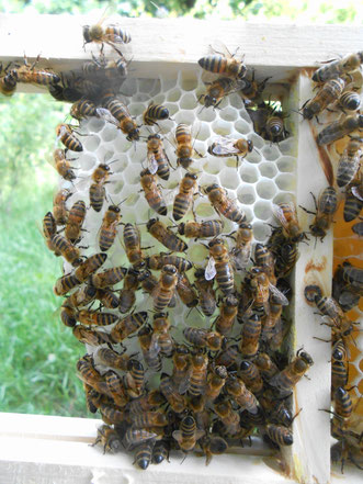 Die Bienen bauen Ihre Waben selbstständig,somit ist der Wachs Schadstoff frei und kann bedenkenlos gegessen werden.