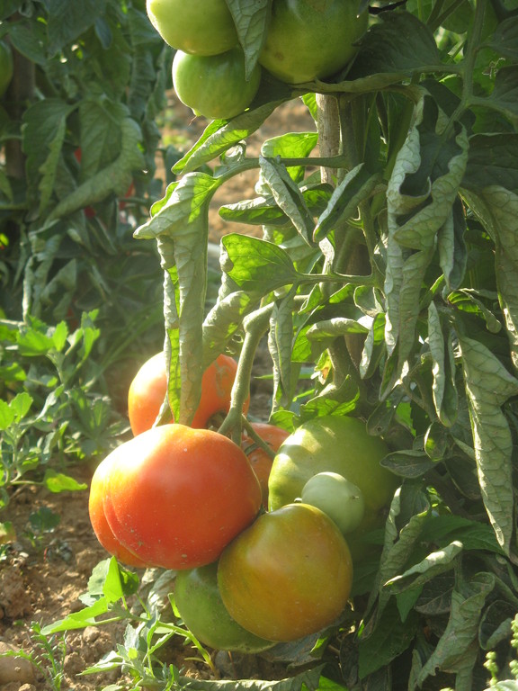 Les tomates du jardin