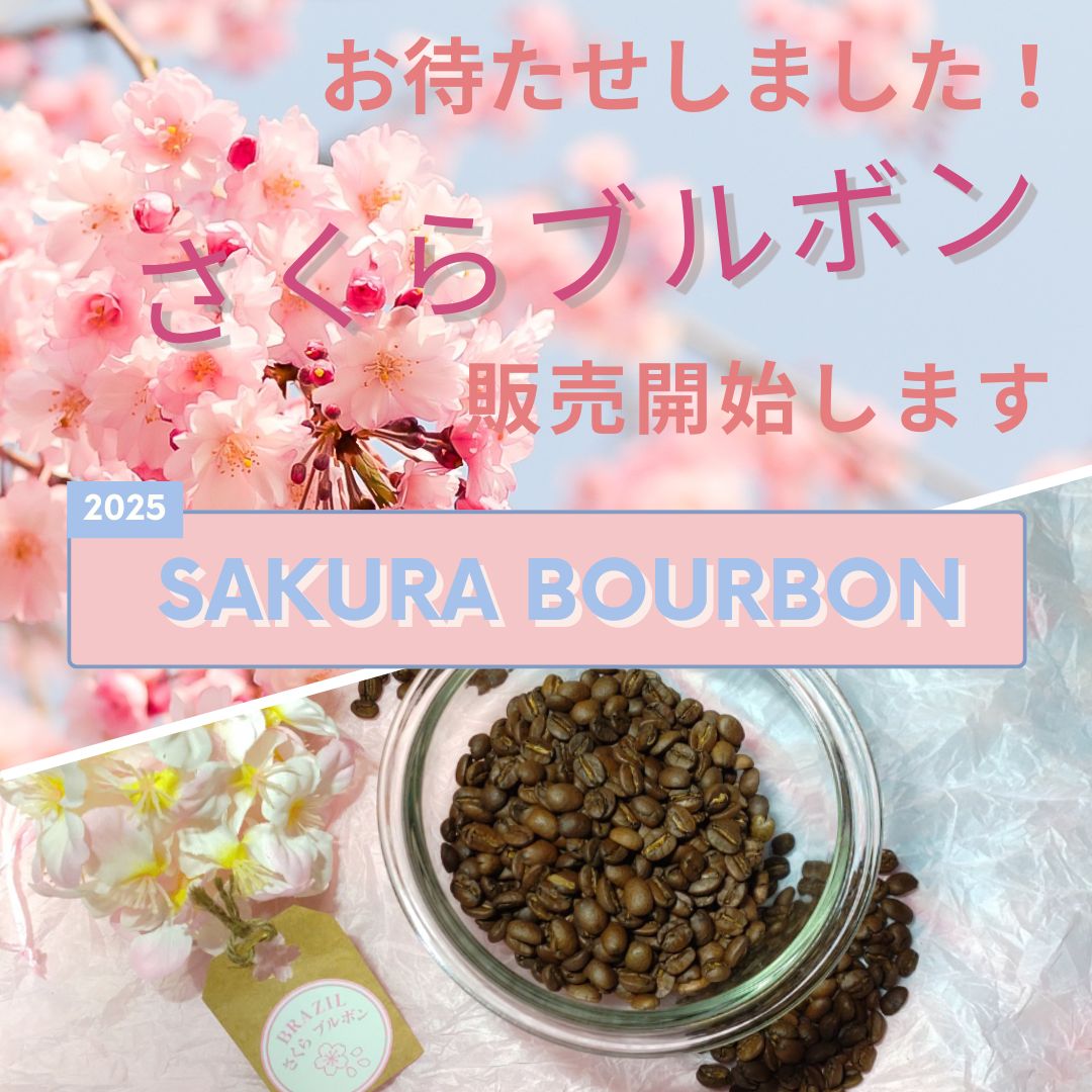 さくらブルボン販売開始！！