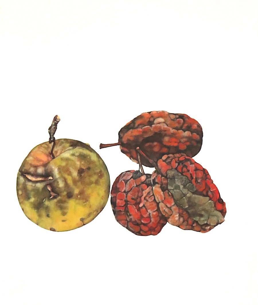 malus domestica unbekannt lastapples, rosaceae, 2021, 50x60x2 cm, oil on linen ©️brigitte hofherr
