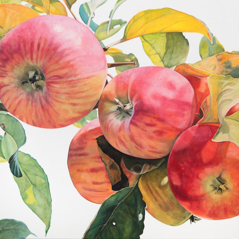 malus domestica II (nelkenapfel), 2017, 120x120cm, oil/canvas ----other works in progress - old apples