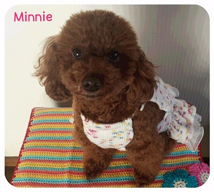 Minnieちゃん