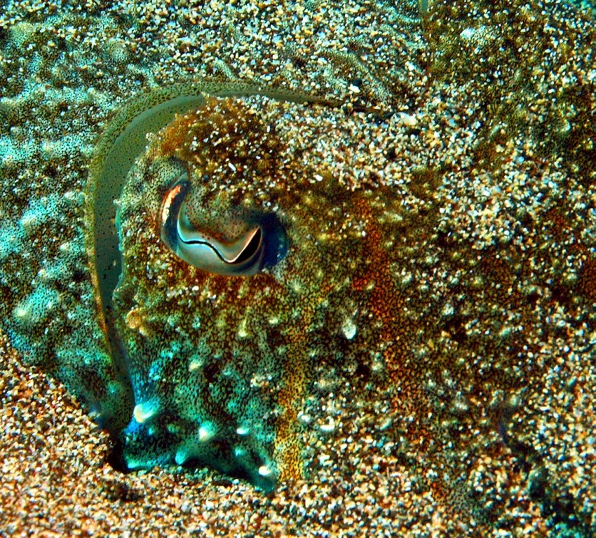 Im Auge der Sepia, Lanzarote