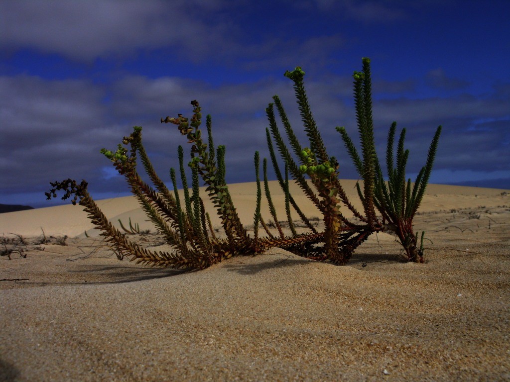 Die Wüste lebt, Orzola Lanzarote