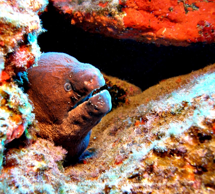 Maskenmuräne, Playa Chica Lanzarote