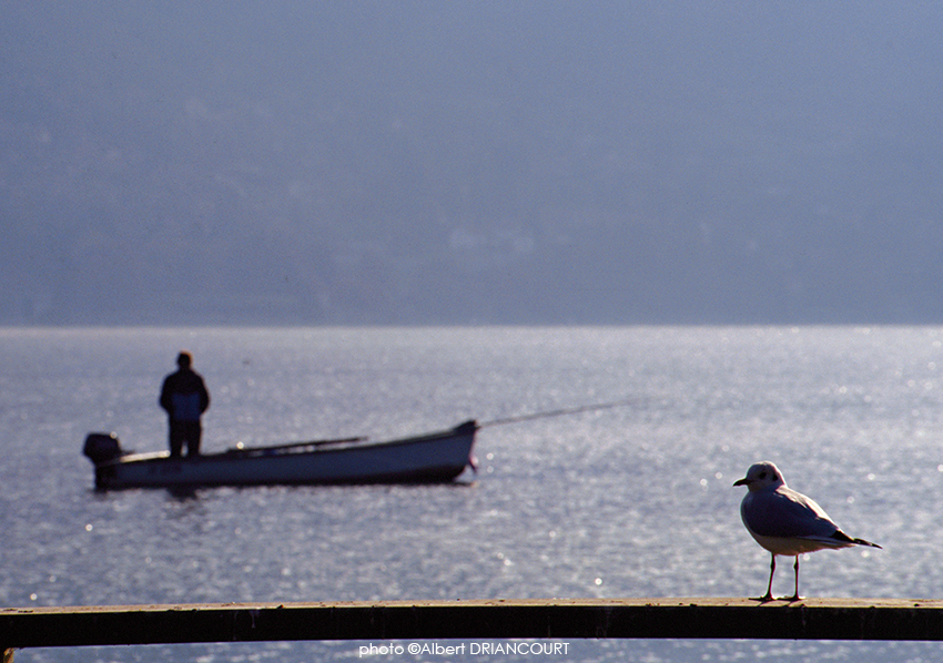 rapprocher la mouette et le pêcheur pour raconter une histoire...