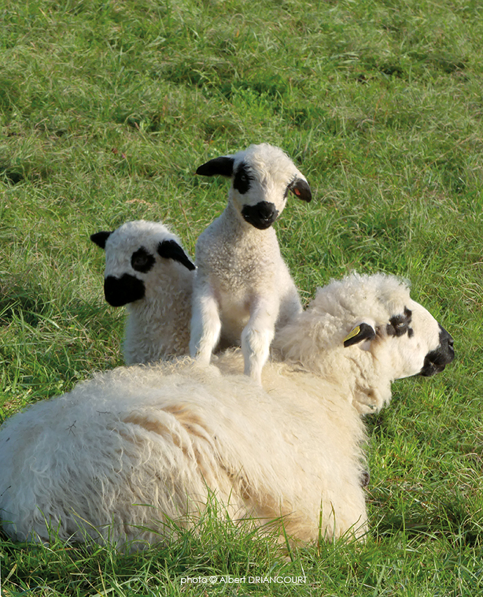 Mignonnerie avec ces agneaux de la race Thones Marthod