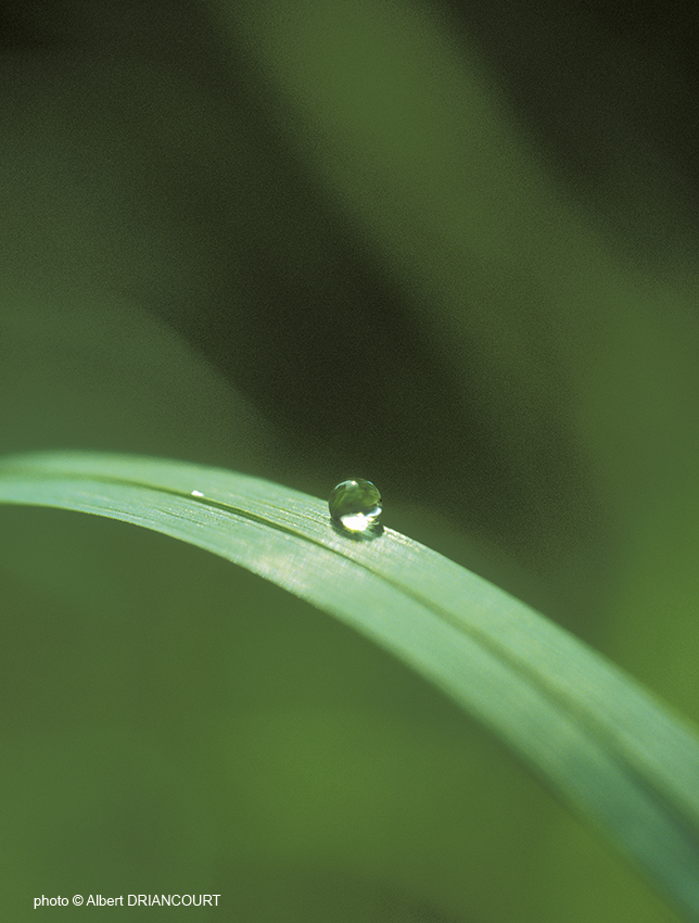 Eau précieuse