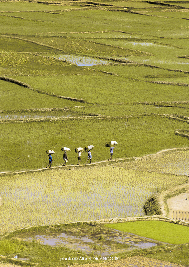 scène de vie dans les rizières, Madagascar