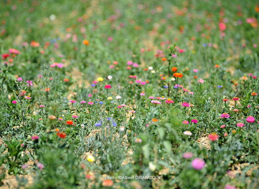 champ de fleurs avec perspective écrasée et faible profondeur de champ.