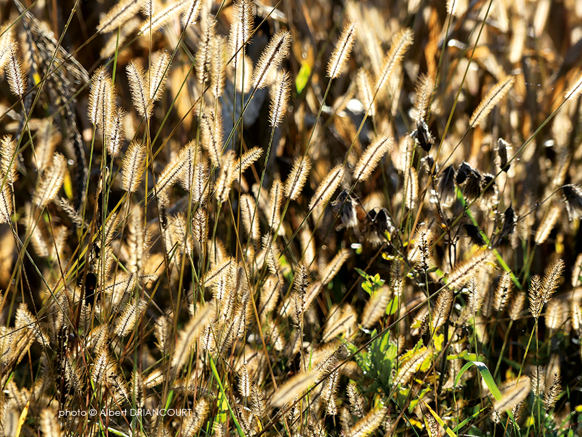 herbes au soleil couchant