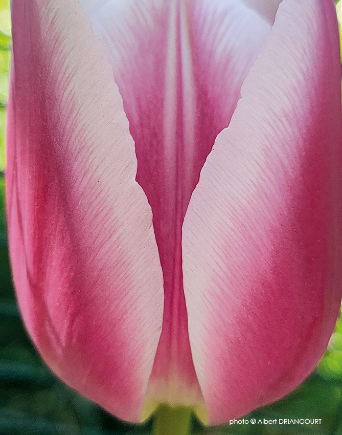 "ta tulipe sent le sexe" m'a t'on dit devant cette photo. J'assume. Obsédé, affirmatif (photographique)